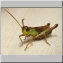 Chorthippus parallelus - Gemeiner Grashuepfer m01.jpg